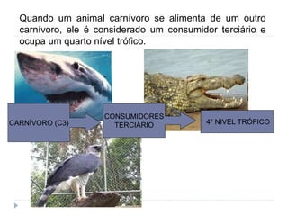 Quando um animal carnívoro se alimenta de um outro
carnívoro, ele é considerado um consumidor terciário e
ocupa um quarto nível trófico.
CARNÍVORO (C3)
CONSUMIDORES
TERCIÁRIO 4º NIVEL TRÓFICO
 