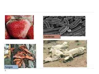 fungos
bactérias
 