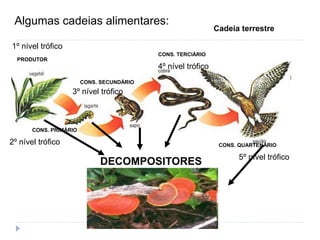 Algumas cadeias alimentares:
PRODUTOR
CONS. PRIMÁRIO
CONS. SECUNDÁRIO
CONS. TERCIÁRIO
CONS. QUARTENÁRIO
DECOMPOSITORES
Cadeia terrestre
1º nível trófico
3º nível trófico
4º nível trófico
5º nível trófico
2º nível trófico
 