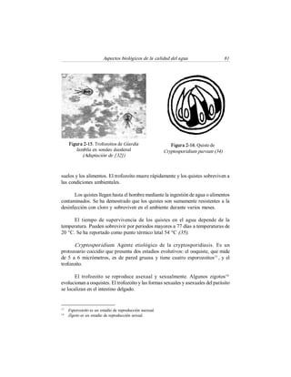 Aspectos biológicos de la calidad del agua  81 
suelos y los alimentos. El trofozoíto muere rápidamente y los quistes sobreviven a 
las condiciones ambientales. 
Los quistes llegan hasta el hombre mediante la ingestión de agua o alimentos 
contaminados. Se ha demostrado que los quistes son sumamente resistentes a la 
desinfección con cloro y sobreviven en el ambiente durante varios meses. 
El  tiempo  de  supervivencia  de  los  quistes  en  el  agua  depende  de  la 
temperatura. Pueden sobrevivir por periodos mayores a 77 días a temperaturas de 
20 °C. Se ha reportado como punto térmico letal 54 °C (35). 
Cryptosporidium. Agente  etiológico  de  la  cryptosporidiasis.  Es  un 
protozoario coccidio que presenta dos estadios evolutivos: el ooquiste, que mide 
de 5 a 6 micrómetros,  es de  pared gruesa  y  tiene  cuatro esporozoítos 
15 
, y el 
trofozoíto. 
El  trofozoíto  se  reproduce  asexual  y  sexualmente. Algunos  zigotos 
16 
evolucionan a ooquistes. El trofozoíto y las formas sexuales y asexuales del parásito 
se localizan en el intestino delgado. 
Figura 2­16. Quiste de 
Cryptosporidium parvum (34) 
Figura 2­15. Trofozoítos de Giardia 
lamblia en sondeo duodenal 
(Adaptación de [32]) 
15 
Esporozoíto es un estadio de reproducción asexual. 
16 
Zigoto es un estadio de reproducción sexual.
 