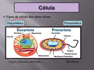 Tipos de célula dos seres vivos:
Algas, plantas, animais... Bactérias
ProcarióticaEucariótica
 