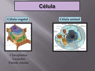 Célula animalCélula vegetal
Cloroplastos
Vacúolos
Parede celular
 