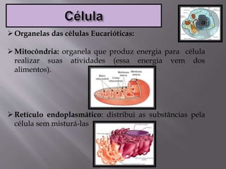 Organelas das células Eucarióticas:
Mitocôndria: organela que produz energia para célula
realizar suas atividades (essa energia vem dos
alimentos).
Retículo endoplasmático: distribui as substâncias pela
célula sem misturá-las
 