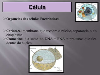 Organelas das células Eucarióticas:
Carioteca: membrana que recobre o núcleo, separando-o do
citoplasma
Cromatina: é a soma do DNA + RNA + proteínas que fica
dentro do núcleo
 