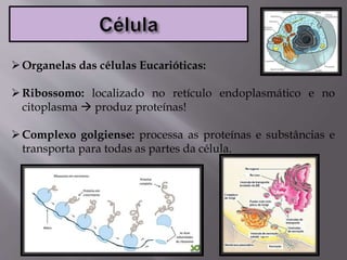 Organelas das células Eucarióticas:
Ribossomo: localizado no retículo endoplasmático e no
citoplasma  produz proteínas!
Complexo golgiense: processa as proteínas e substâncias e
transporta para todas as partes da célula.
 