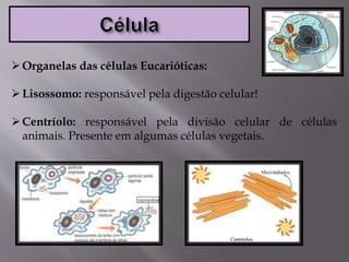 Organelas das células Eucarióticas:
Lisossomo: responsável pela digestão celular!
Centríolo: responsável pela divisão celular de células
animais. Presente em algumas células vegetais.
 