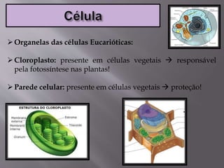 Organelas das células Eucarióticas:
Cloroplasto: presente em células vegetais  responsável
pela fotossíntese nas plantas!
Parede celular: presente em células vegetais  proteção!
 