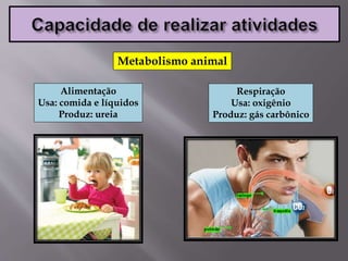 Alimentação
Usa: comida e líquidos
Produz: ureia
Respiração
Usa: oxigênio
Produz: gás carbônico
Metabolismo animal
 