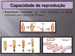 Reprodução assexuada: um único indivíduo se divide
formando outro igual a ele  clone.
 