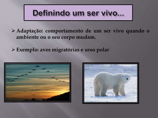 Adaptação: comportamento de um ser vivo quando o
ambiente ou o seu corpo mudam.
Exemplo: aves migratórias e urso polar
 