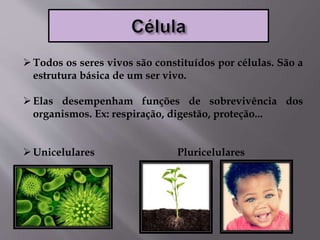 Todos os seres vivos são constituídos por células. São a
estrutura básica de um ser vivo.
Elas desempenham funções de sobrevivência dos
organismos. Ex: respiração, digestão, proteção...
Unicelulares Pluricelulares
 