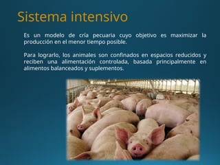 Sistema intensivo
Es un modelo de cría pecuaria cuyo objetivo es maximizar la
producción en el menor tiempo posible.
Para lograrlo, los animales son confinados en espacios reducidos y
reciben una alimentación controlada, basada principalmente en
alimentos balanceados y suplementos.
 