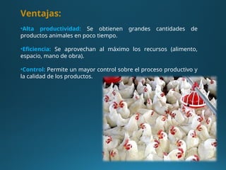 Ventajas:
•Alta productividad: Se obtienen grandes cantidades de
productos animales en poco tiempo.
•Eficiencia: Se aprovechan al máximo los recursos (alimento,
espacio, mano de obra).
•Control: Permite un mayor control sobre el proceso productivo y
la calidad de los productos.
 