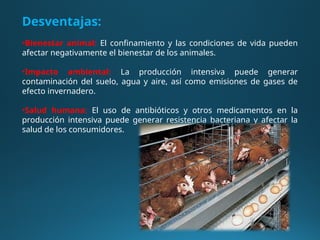 Desventajas:
•Bienestar animal: El confinamiento y las condiciones de vida pueden
afectar negativamente el bienestar de los animales.
•Impacto ambiental: La producción intensiva puede generar
contaminación del suelo, agua y aire, así como emisiones de gases de
efecto invernadero.
•Salud humana: El uso de antibióticos y otros medicamentos en la
producción intensiva puede generar resistencia bacteriana y afectar la
salud de los consumidores.
 