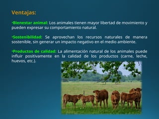 Ventajas:
•Bienestar animal: Los animales tienen mayor libertad de movimiento y
pueden expresar su comportamiento natural.
•Sostenibilidad: Se aprovechan los recursos naturales de manera
sostenible, sin generar un impacto negativo en el medio ambiente.
•Productos de calidad: La alimentación natural de los animales puede
influir positivamente en la calidad de los productos (carne, leche,
huevos, etc.).
 