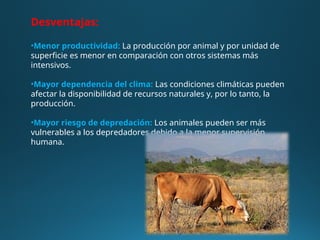 Desventajas:
•Menor productividad: La producción por animal y por unidad de
superficie es menor en comparación con otros sistemas más
intensivos.
•Mayor dependencia del clima: Las condiciones climáticas pueden
afectar la disponibilidad de recursos naturales y, por lo tanto, la
producción.
•Mayor riesgo de depredación: Los animales pueden ser más
vulnerables a los depredadores debido a la menor supervisión
humana.
 