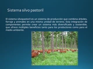 El sistema silvopastoril es un sistema de producción que combina árboles,
forraje y animales en una misma unidad de terreno. Esta integración de
componentes permite crear un sistema más diversificado y sostenible,
que ofrece múltiples beneficios tanto para los productores como para el
medio ambiente.
 