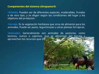 Componentes del sistema silvopastoril:
•Árboles: Pueden ser de diferentes especies, maderables, frutales
o de otro tipo, y se eligen según las condiciones del lugar y los
objetivos del productor.
•Forraje: Es la vegetación herbácea que sirve de alimento para los
animales. Puede ser pasto, leguminosas u otras plantas forrajeras.
•Animales: Generalmente son animales de pastoreo, como
bovinos, ovinos o caprinos, que se alimentan del forraje y
aprovechan los recursos que ofrecen los árboles.
 
