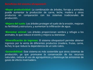Beneficios del sistema silvopastoril:
•Mayor productividad: La combinación de árboles, forraje y animales
puede aumentar la producción de carne, leche, madera y otros
productos en comparación con los sistemas tradicionales de
producción.
•Mejora del suelo: Los árboles protegen el suelo de la erosión, mejoran
su fertilidad y estructura, y aumentan la infiltración de agua.
•Bienestar animal: Los árboles proporcionan sombra y refugio a los
animales, lo que reduce el estrés y mejora su bienestar.
•Diversificación de ingresos: El sistema silvopastoril permite obtener
ingresos por la venta de diferentes productos (madera, frutas, carne,
leche), lo que reduce la dependencia de un solo rubro.
•Sostenibilidad: Este sistema es más sostenible que otros sistemas de
producción, ya que promueve la conservación de los recursos
naturales, reduce el uso de agroquímicos y disminuye las emisiones de
gases de efecto invernadero.
 