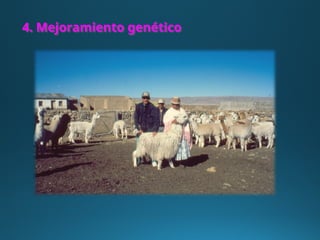 4. Mejoramiento genético
 