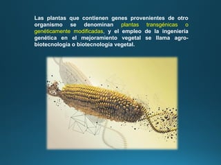 Las plantas que contienen genes provenientes de otro
organismo se denominan plantas transgénicas o
genéticamente modificadas, y el empleo de la ingeniería
genética en el mejoramiento vegetal se llama agro-
biotecnología o biotecnología vegetal.
 
