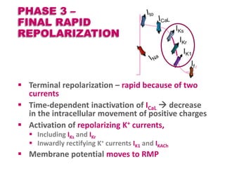 Cardiac action potential | PPTX