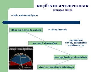 NOÇÕES DE ANTROPOLOGIA EVOLUÇÃO FÍSICA -visão estereoscópica- olhos na frente da cabeça ver em 3 dimensões percepção de pr...