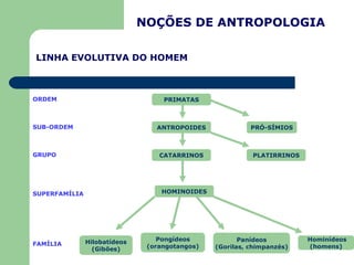 LINHA EVOLUTIVA DO HOMEM Pongídeos (orangotangos) Panídeos (Gorilas, chimpanzés) Hominídeos (homens) ANTROPOIDES HOMINOIDE...