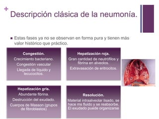 +
Descripción clásica de la neumonía.
 Estas fases ya no se observan en forma pura y tienen más
valor histórico que práctico.
Congestión.
Crecimiento bacteriano.
Congestión vascular
Llegada de líquido y
lecucocitos.
Hepatización roja.
Gran cantidad de neutrófilos y
fibrina en alveolos.
Extravasación de eritrocitos.
Hepatización gris.
Abundante fibrina.
Destrucción del exudado.
Cuerpos de Masson (grupos
de fibroblastos)
Resolución.
Material intraalveolar lisado, se
hace ms fluido y se reabsorbe.
El exudado puede organizarse
 