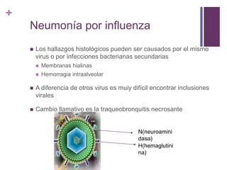 +
Neumonía por influenza
 Los hallazgos histológicos pueden ser causados por el mismo
virus o por infecciones bacterianas secundarias
 Membranas hialinas
 Hemorragia intraalveolar
 A diferencia de otros virus es muiy difícil encontrar inclusiones
virales
 Cambio llamativo es la traqueobronquitis necrosante
N(neuroamini
dasa)
H(hemaglutini
na)
 