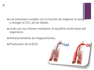 +
 Los pulmones cumplen con la función de oxigenar la sangre
y recoger el CO2 de los tejidos.
 Junto con los riñones mantienen el equilibrio ácido-base del
organismo.
 Almacenamiento de megacariocitos.
 Producción de la ECA.
 