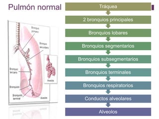 Pulmón normal
Alveolos
Conductos alveolares
Bronquios respiratorios
Bronquios terminales
Bronquios subsegmentarios
Bronquios segmentarios
Bronquios lobares
2 bronquios principales
Tráquea
 