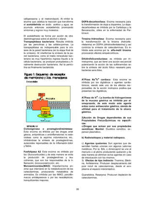 38
cefoperasona y el metronidazol). Al inhibir la
enzima que cataliza la reacción que transforma
el acetaldehído en ácido acético y agua, se
acumula entonces acetaldehído provocando
síntomas y signos muy molestos.
El acetaldheido se forma por acción de otra
deshidrogenasa sobre el alcohol o etanol.
Transpeptidasa bacteriana: Resulta inhibida
por las penicilinas y las cefalos porinas. La
transpeptidasa es indispensable para la sín-
tesis de la pared bacteriana (en la etapa final de
la síntesis). Al interferirse la síntesis de la pa-
red bacteriana, como el medio intracelular bac-
teriano es muy hipertónico ingresa líquido a la
célula bacteriana, se producen protoplastos y fi-
nalmente destrucción bacteriana. Así la penici-
lina es finalmente bactericida.
Cicloxigenasa o prostaglandinsintetasa:
Esta enzima es inhibida por las drogas anal-
gésica, antipiréticas o antiinflamatorias no este-
roideas como la aspirina indometacina, etc.
inhibiéndose la síntesis de prostaglandinas,
autacoides reponsables de la inflamación dolor
y fiebre.
Fosfolipasa A2: Esta enzima es inhibida por
los Glucocorticoides y de esta manera se evita
la producción de prostaglandinas y leu-
cotrienes, que son los responsables de la in-
flamación, broncoconstricción, etc.
Monoaminoxidas(MAO): Importantísima en-
zima que interviene en la metabolización de las
catecolaminas, produciendo metabolitos de
aminados. Es inhibida por las IMAO, psicofár-
macos antidepresivos o por los neurolépticos;
tranquilizantes mayores.
DOPA-decarboxilasa: Enzima necesaria para
la transformación de dopa a dopamina. La dopa-
decarboxilasa es inhibida por la Carbidopa y la
Benzerazida, útiles en la enfermedad de Par-
kinson.
Tirosina -hidroxilasa: Enzima necesaria para
la transformación de la tirosina (hidroxife-
nilalanina) en DOPA (dihidroxifenilalanina) y así
continúa la síntesis de catecolaminas. Es in-
hibida esta enzima por la alfa-metil tirosina
provocando efectos simpaticolíticos.
Dihidrofolicoreductasa: es inhibida por tri-
metoprima, que así tiene una acción secuencial
potenciando la acción de las sulfonamidas so-
bre la síntesis del ácido fólico necesario para
bacterias sens ibles.
ATPasa Na+k+ cardíaca : Esta enzima es
inhibida por los digitálicos o agentes cardio-
tónicos, siendo este uno de los efectos res -
ponsables de la acción inotropica positiva que
presentan los digitálicos.
ATPasa de H+: La bomba de hidrogeniones
de la mucosa gástrica es inhibida por el
omeprazole, de este modo este agente
actúa como antisecretor gástrico, siendo de
utilidad para el tratamiento de la úlcera
gástrica.
2)Acción de Drogas dependientes de sus
Propiedades Físico-Químicas no específi-
cas:
a)Drogas que actúan por sus propiedades
osmóticas: Manitol: Diurético osmótico, ex -
pansor plasmático.
b) Radioisótopos y material radiopaco.
c) Agentes quelantes: Son agentes que de-
sarrollan fuertes uniones con algunos cationes
metálicos. Por ej: BAL o dimercaprol se une al
mercurio o al plomo produciendo quelación y de
esta manera se eliminan es tos agentes en caso
de intoxicación con los mismos.
3) Efectos de tipo Indirecto: Tiramina, Efedri-
na, Amfetamina: Producen desplazamiento del
pool móvil de catecolaminas, desde el axo-
plasma al espacio intersináptico.
Guanetidina, Reserpina: Producen depleción de
catecolaminas.
 