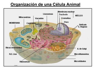 Organización de una Célula Animal

                      Nucleolo
 