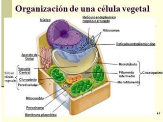 Organización de una Célula
                            Vegetal     Retículo
                                        endoplásmico
                                        rugoso

                                                       Ribosomas



                                                              Retículo endoplásmico liso


               Aparato de
                 Golgi

                                                                   Microtúbulos
              Vacuola
               Central                                             Filamento      Citoesqueleto
Sólo en
                                                                   intermedio
células
vegetales    Cloroplasto
                                                               Microfilamento
            Pared celular



                   Mitocondria


                   Peroxisoma

                  Membrana plasmática
 