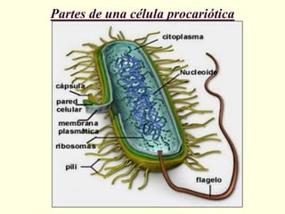 Partes de una célula procariótica
 