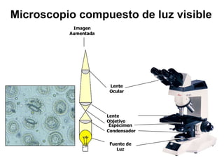 Microscopio compuesto de luz visible
           Imagen
          Aumentada




                       Lente
                       Ocular




                      Lente
                      Objetivo
                       Espécimen
                      Condensador

                       Fuente de
                          Luz
 