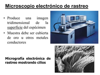 Microscopio electrónico de rastreo

• Produce una imagen
  tridimensional     de   la
  superficie del espécimen
• Muestra debe ser cubierta
  de oro u otros metales
  conductores



 Micrografía electrónica de
 rastreo mostrando cilios

                                      17
 
