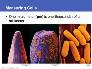 Measuring Cells

 One micrometer (μm) is one-thousandth of a
  millimeter
 