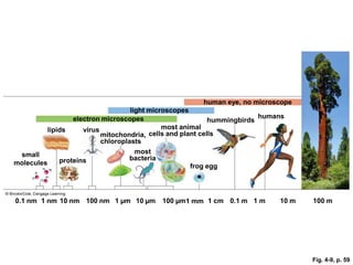 human eye, no microscope
                                    light microscopes
                  electron microscopes                                   humans
                                                            hummingbirds
          lipids     virus                    most animal
                           mitochondria, cells and plant cells
                           chloroplasts
 small                                most
              proteins              bacteria
molecules                                             frog egg




0.1 nm 1 nm 10 nm 100 nm 1 µm 10 µm        100 µm1 mm 1 cm 0.1 m 1 m         10 m   100 m




                                                                                    Fig. 4-9, p. 59
 