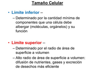 Tamaño Celular

• Límite inferior –
  – Determinado por la cantidad mínima de
    componentes que una célula debe
    albergar (moléculas, orgánelos) y su
    función


• Límite superior –
  – Determinado por el radio de área de
    superficie a volumen
  – Alto radio de área de superficie a volumen:
    difusión de nutrientes, gases y excreción
    de desechos más eficiente
 