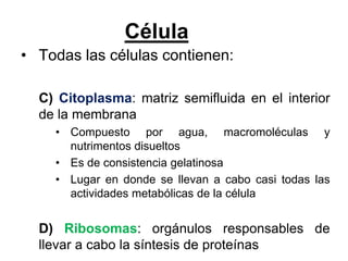 Célula
• Todas las células contienen:

  C) Citoplasma: matriz semifluida en el interior
  de la membrana
    • Compuesto por agua, macromoléculas y
      nutrimentos disueltos
    • Es de consistencia gelatinosa
    • Lugar en donde se llevan a cabo casi todas las
      actividades metabólicas de la célula


  D) Ribosomas: orgánulos responsables de
  llevar a cabo la síntesis de proteínas
 