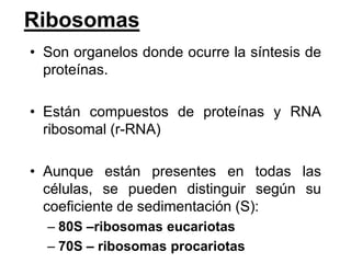 Ribosomas
• Son organelos donde ocurre la síntesis de
  proteínas.

• Están compuestos de proteínas y RNA
  ribosomal (r-RNA)

• Aunque están presentes en todas las
  células, se pueden distinguir según su
  coeficiente de sedimentación (S):
  – 80S –ribosomas eucariotas
  – 70S – ribosomas procariotas
 