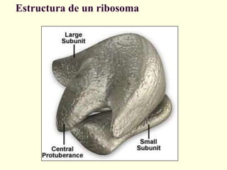 Estructura de un ribosoma
 