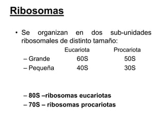 Ribosomas

• Se organizan en dos sub-unidades
  ribosomales de distinto tamaño:
              Eucariota       Procariota
  – Grande        60S             50S
  – Pequeña       40S             30S



  – 80S –ribosomas eucariotas
  – 70S – ribosomas procariotas
 