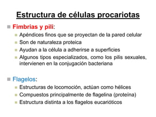 Estructura de células procariotas
 Fimbrias y pili:
    Apéndices finos que se proyectan de la pared celular
    Son de naturaleza proteica
    Ayudan a la célula a adherirse a superficies
    Algunos tipos especializados, como los pilis sexuales,
     intervienen en la conjugación bacteriana


 Flagelos:
    Estructuras de locomoción, actúan como hélices
    Compuestos principalmente de flagelina (proteína)
    Estructura distinta a los flagelos eucarióticos
 