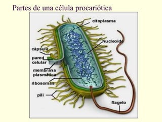 Partes de una célula procariótica
 
