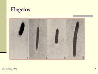 Flagelos




lunes, 14 de mayo de 2012   37
 