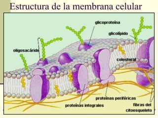 Estructura de la membrana celular




lunes, 14 de mayo de 2012                 39
 