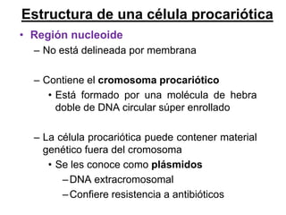 Estructura de una célula procariótica
• Región nucleoide
  – No está delineada por membrana

  – Contiene el cromosoma procariótico
     • Está formado por una molécula de hebra
       doble de DNA circular súper enrollado

  – La célula procariótica puede contener material
    genético fuera del cromosoma
     • Se les conoce como plásmidos
        – DNA extracromosomal
        – Confiere resistencia a antibióticos
 